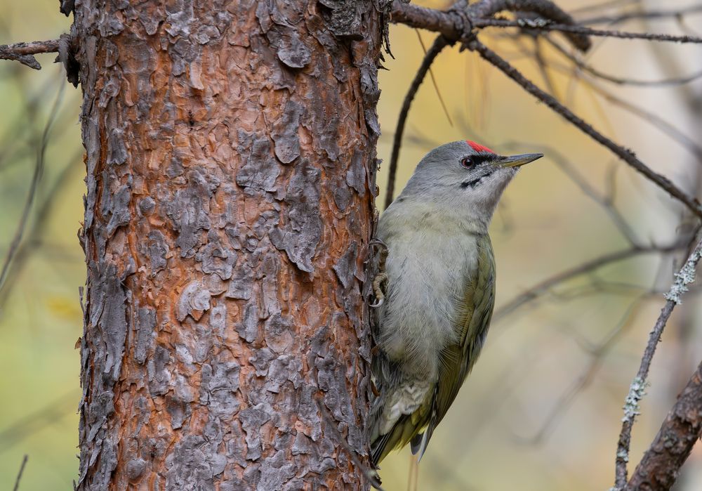 Photograph by Альварис Сукманюк