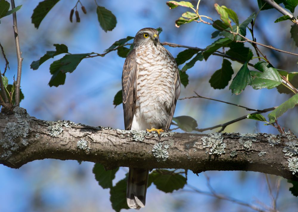 Фотография автора Алексей Савельев