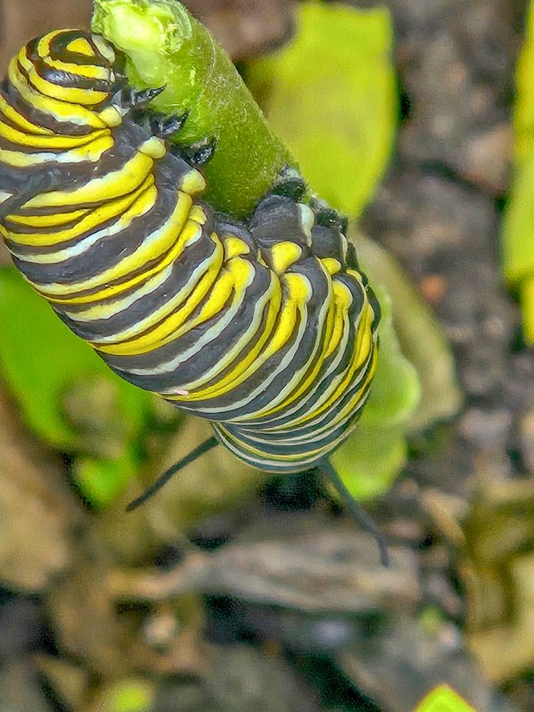 Photograph by JORGE DORANTES