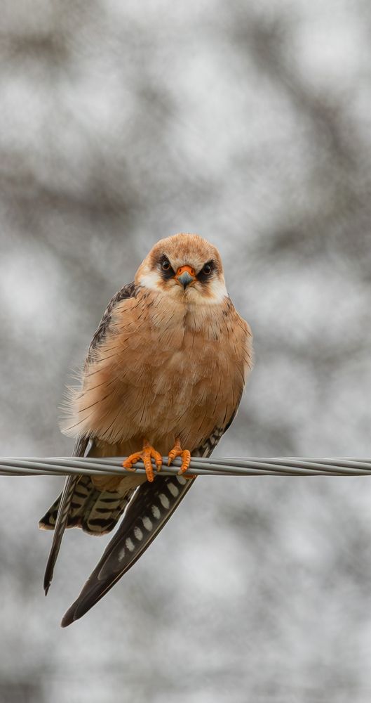 Photograph by Альварис Сукманюк