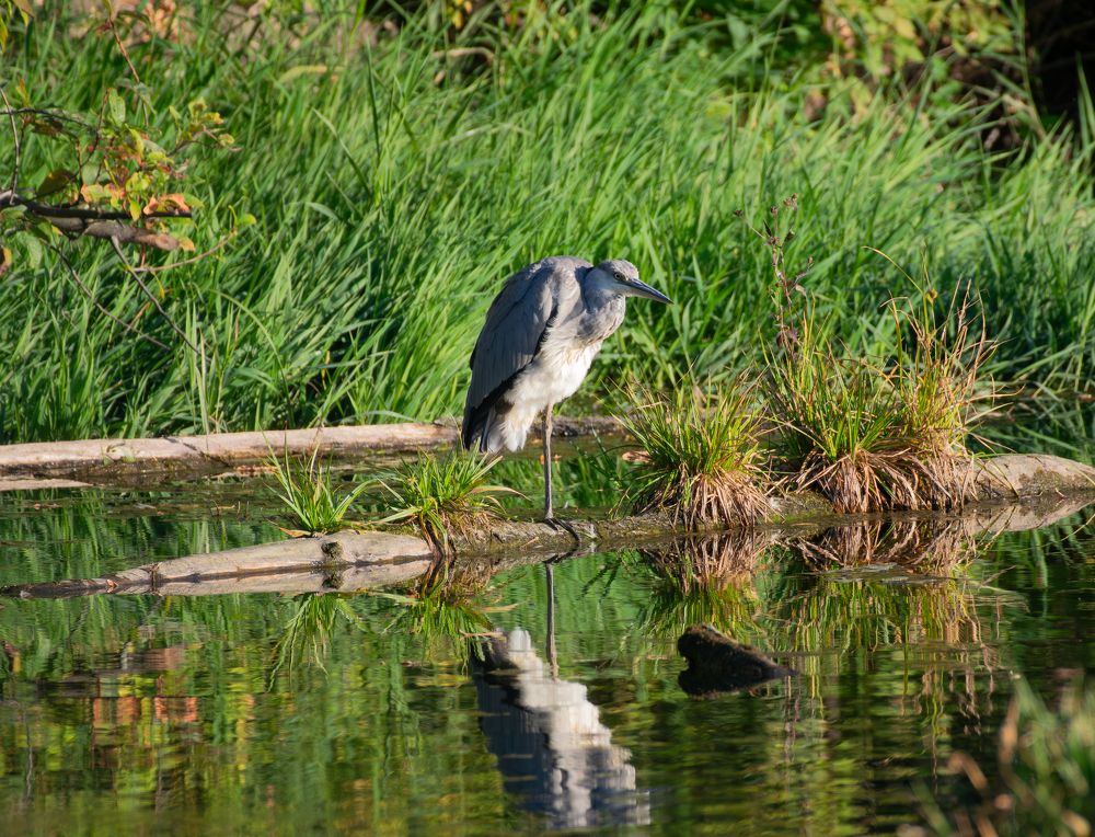 Фотография автора Алексей Савельев