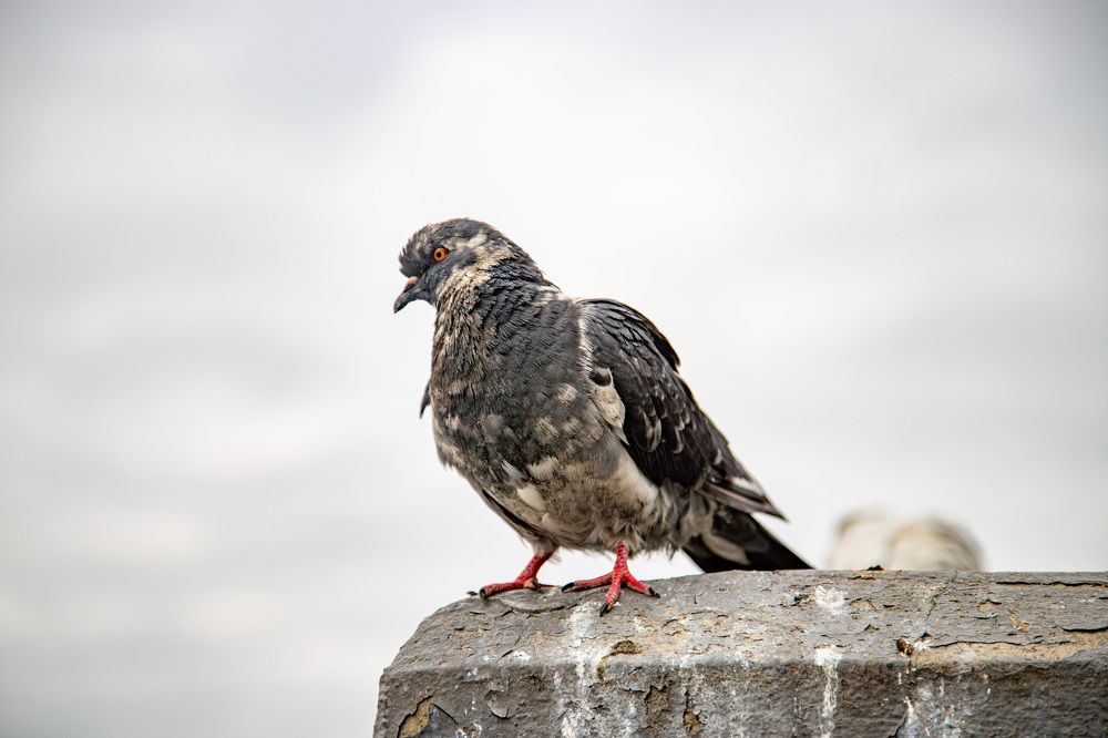 Photograph by Владимир Пилюков