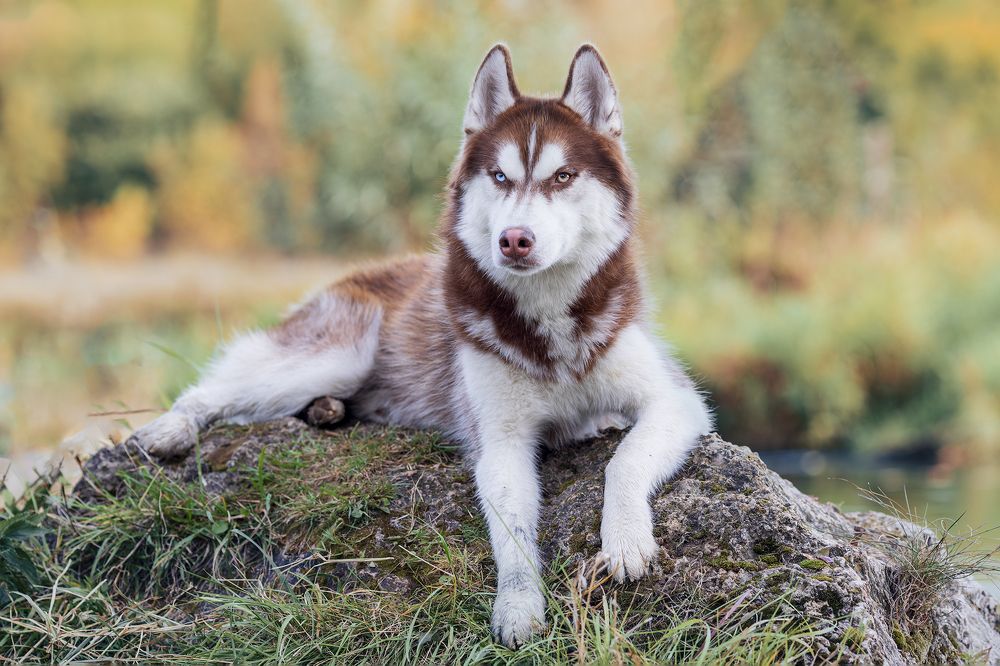 Photograph by Светлана= Гущина