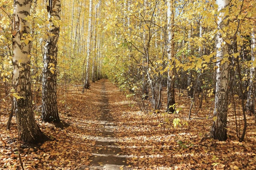 Золотая роща