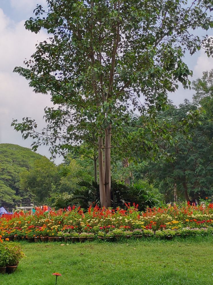 Green meadow, tree, plants