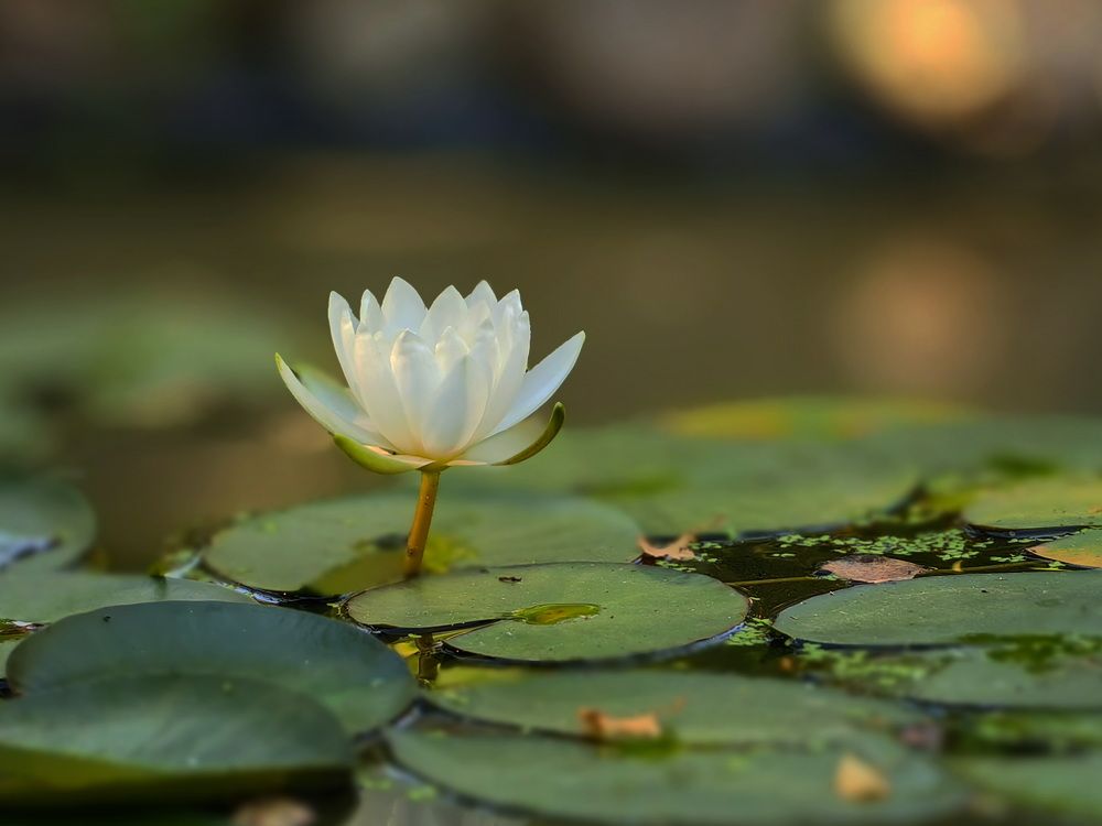 Фотография автора Юрий Кольцов