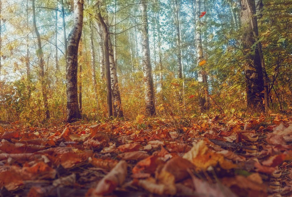 Photograph by Светлана Иванова