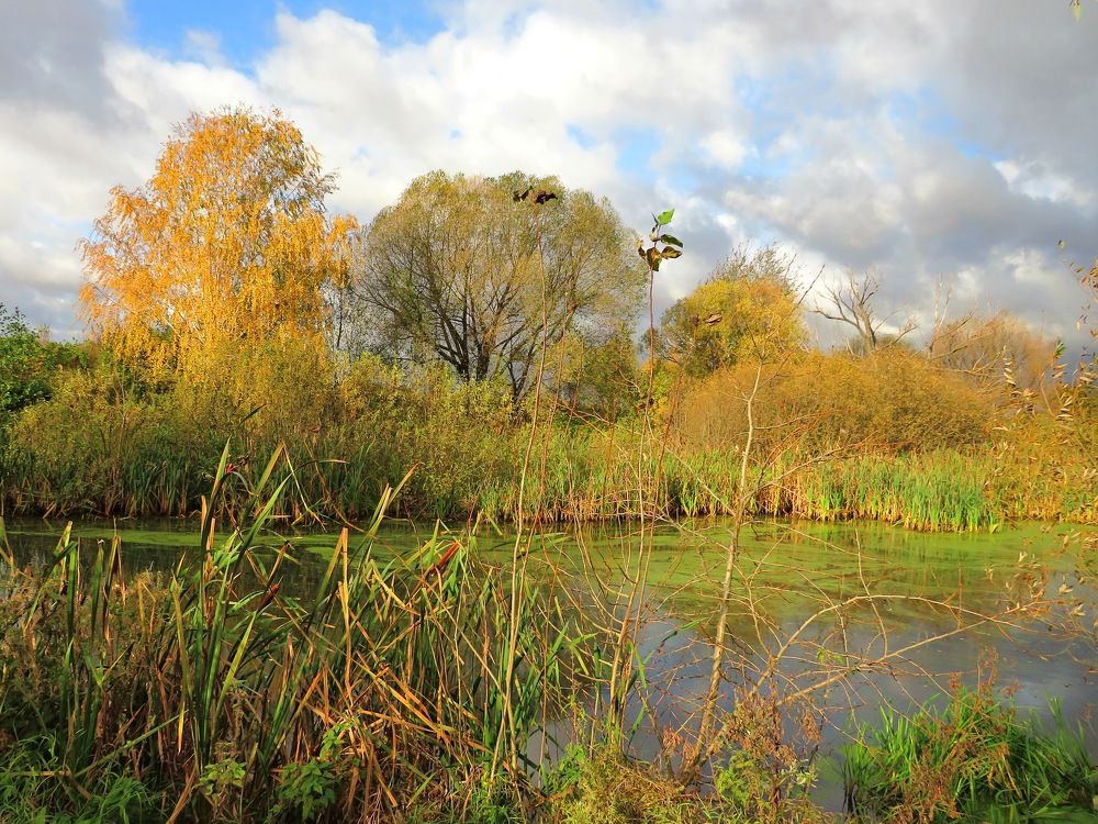 Утром у реки