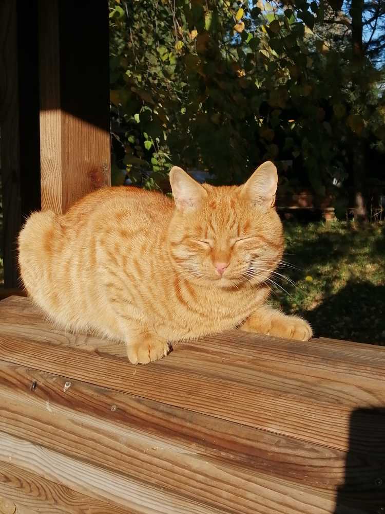 Sunny Cat