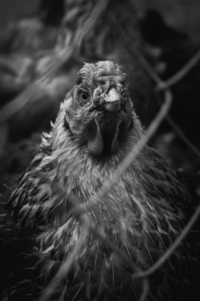 Photograph by Дарья Рыжкова