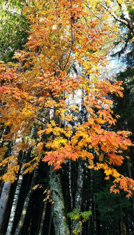 Фотография автора Елена Рузинова