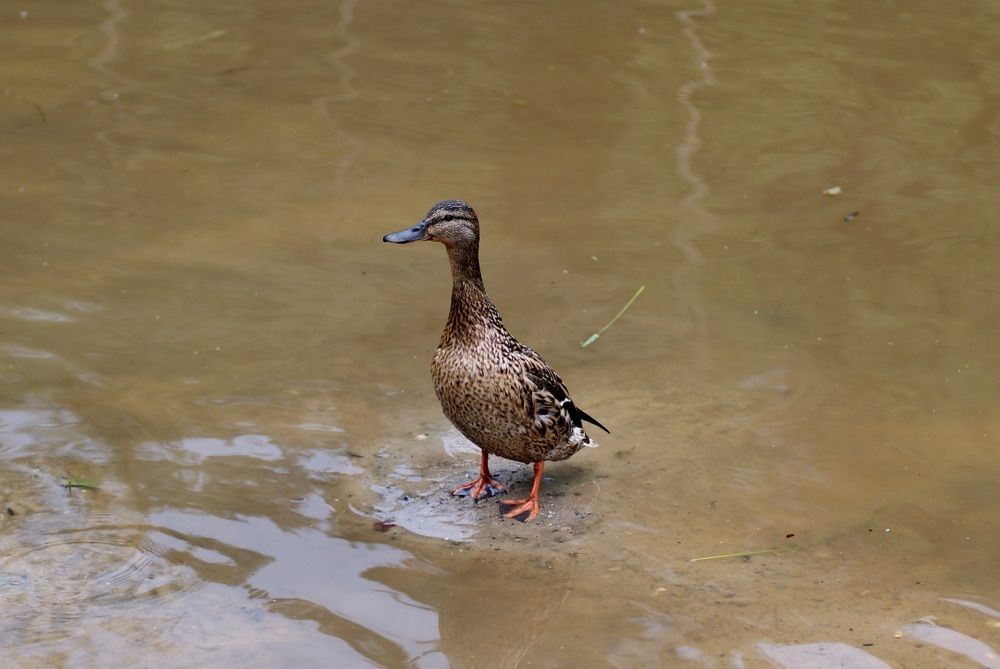Photo #11076876