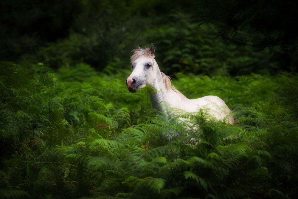 Photograph by Reza Nik