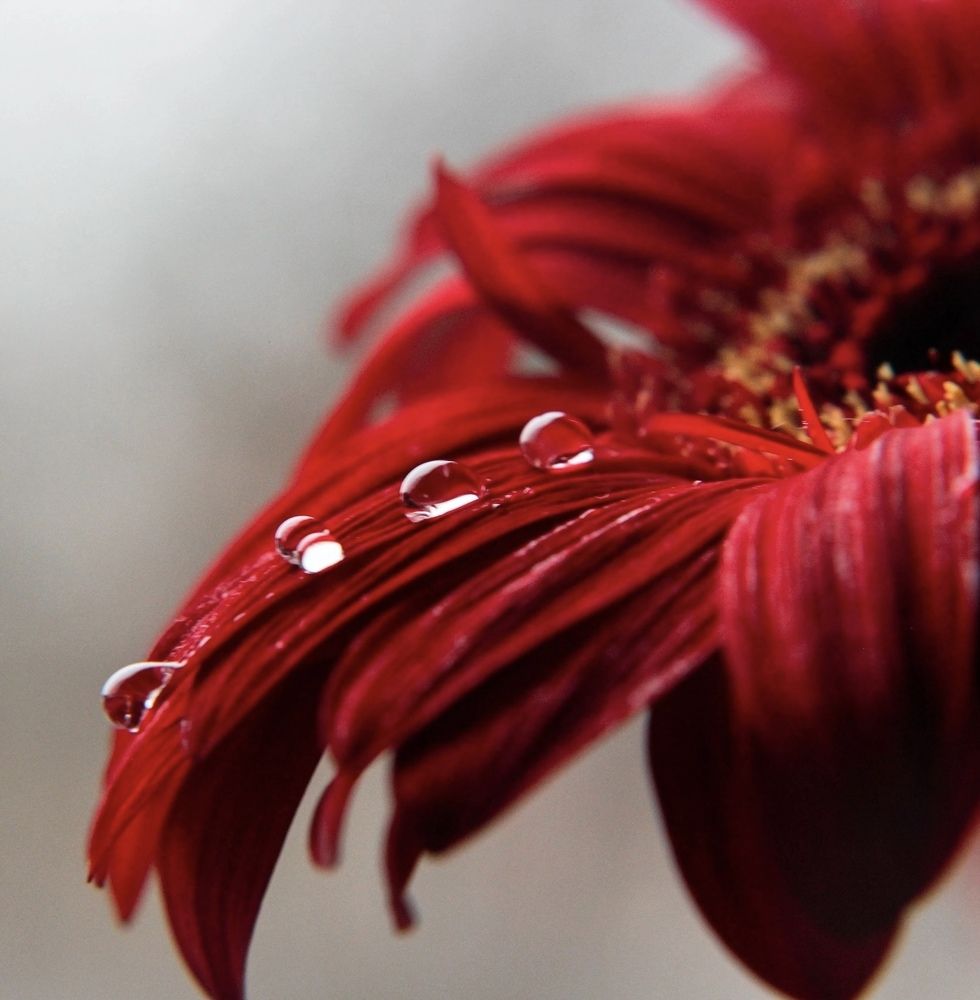 Photograph by Галина