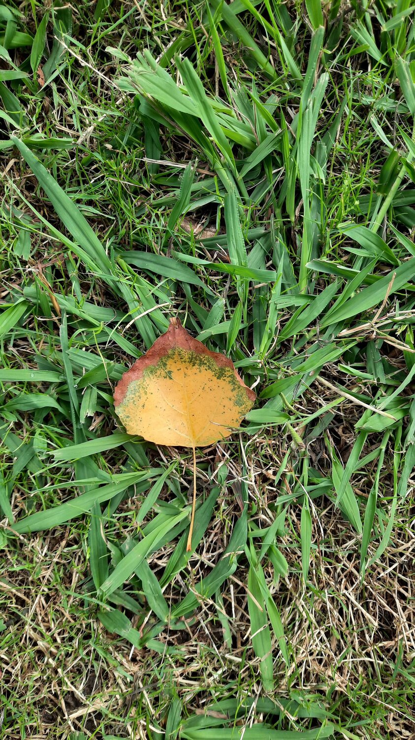 Photo #11077436