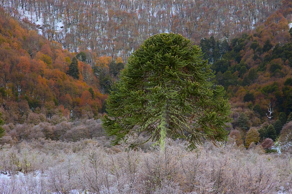 Araucaria en Otoño