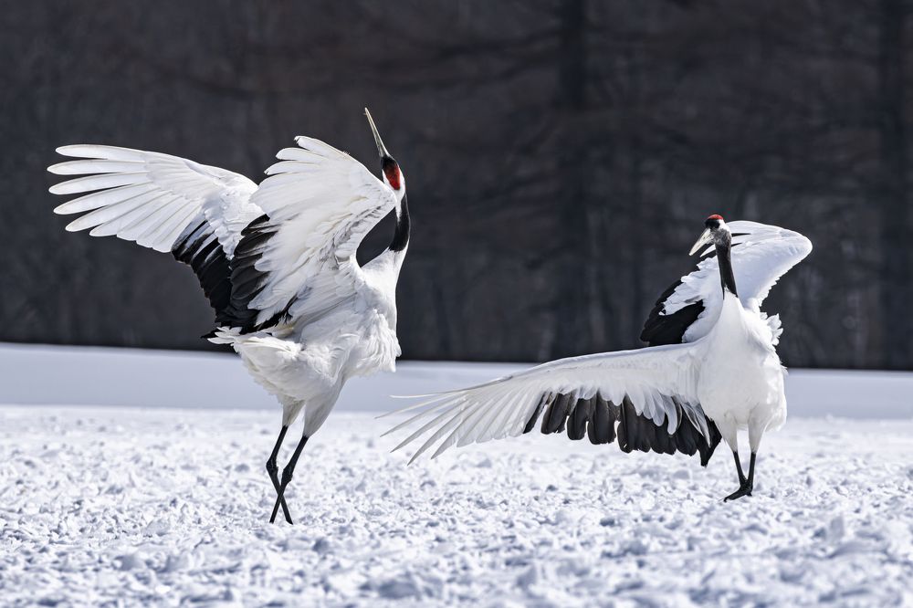 Photograph by Kurashima Daisuke