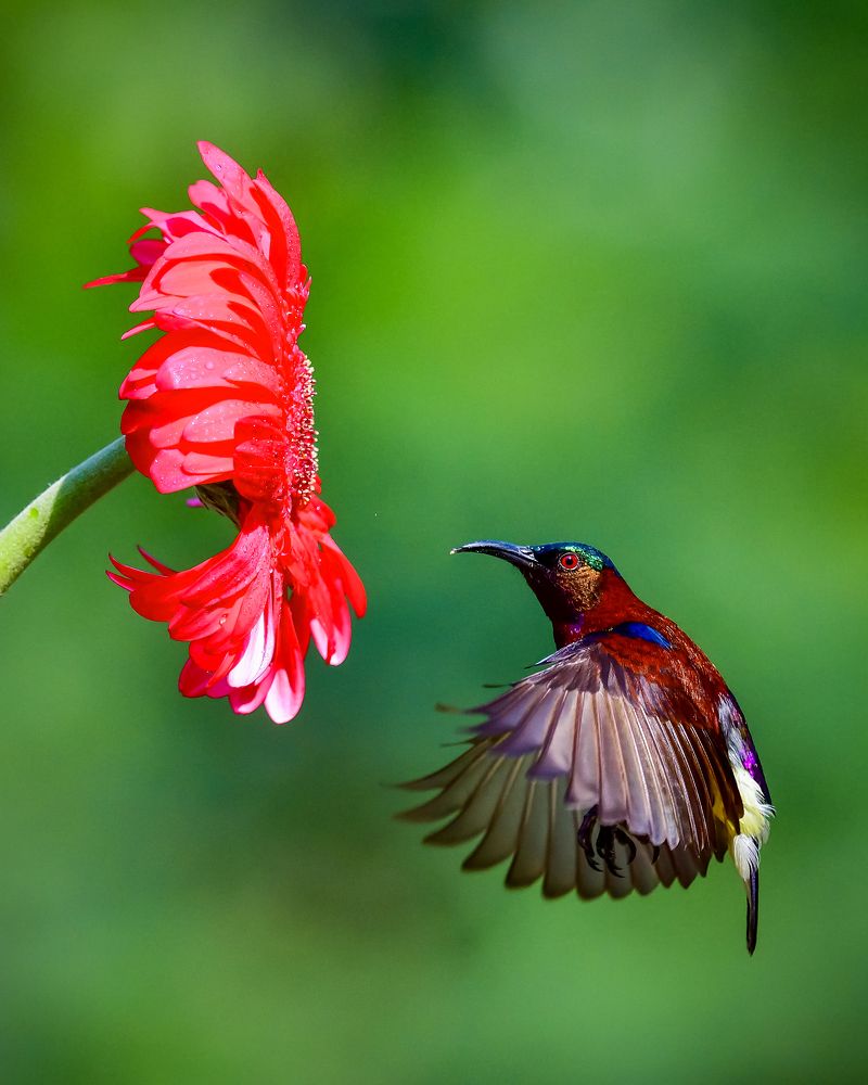 Photograph by Irene Chattopadhyay