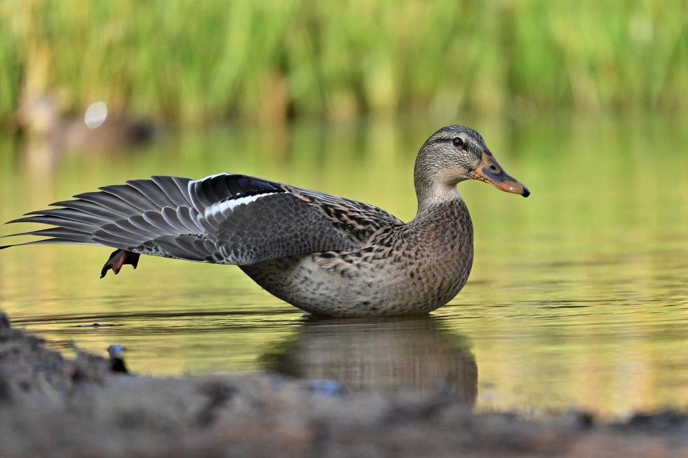 Фотография автора IRINA FILIPPOVA