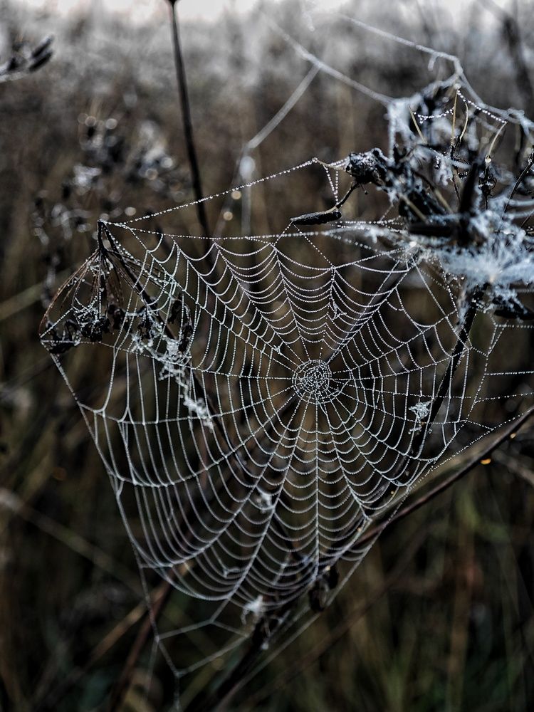 Photograph by Олеся Зеленщикова