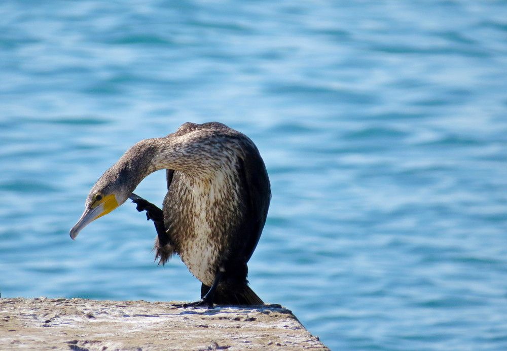 Photograph by Елена Казарина