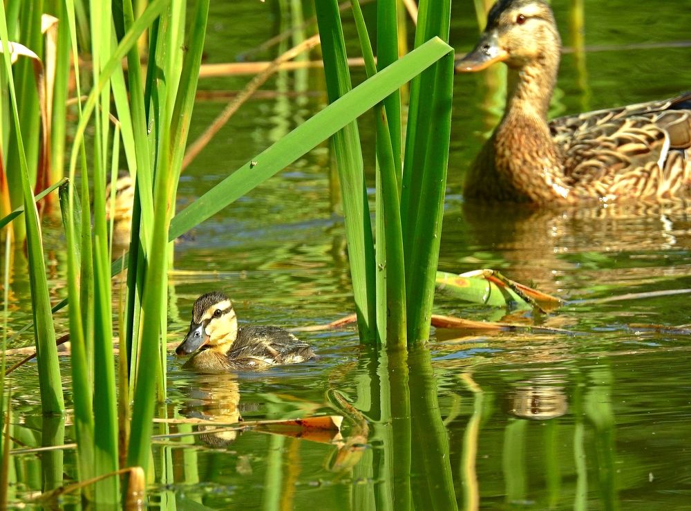 Photograph by Игорь Носков (Домненко)