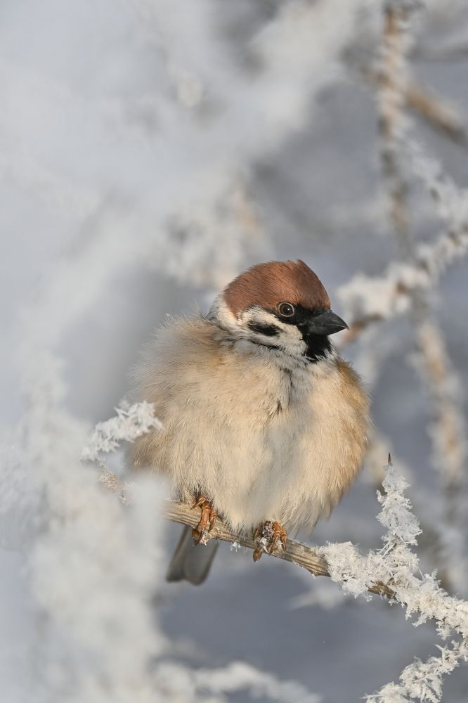 Фотография автора IRINA FILIPPOVA
