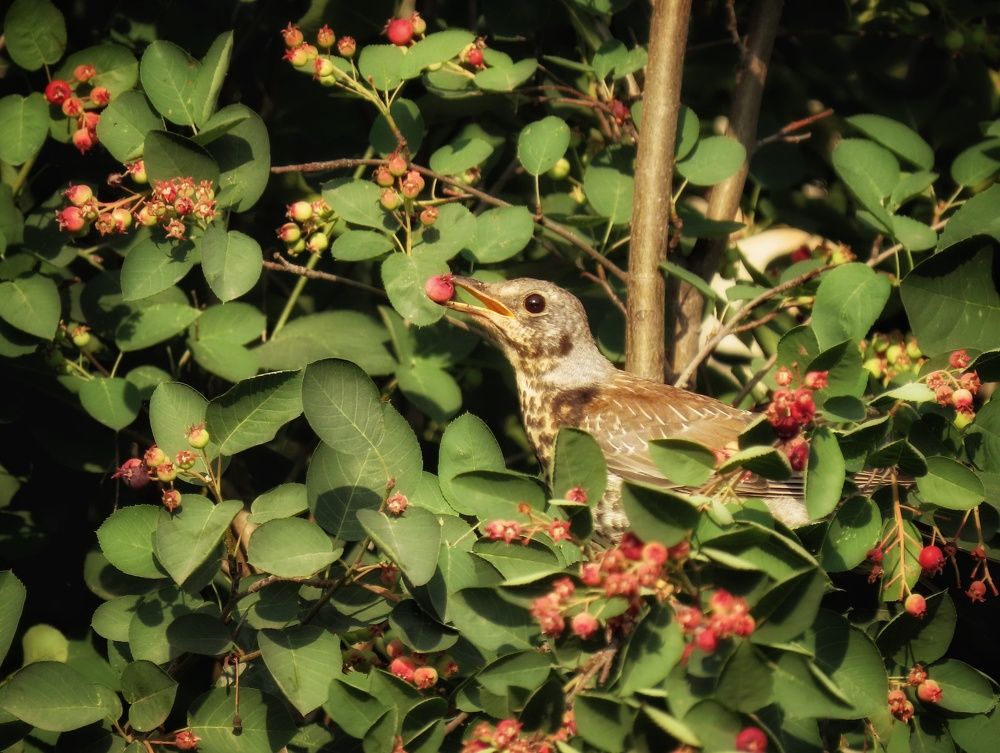 Дрозд-рябинник лакомится иргой