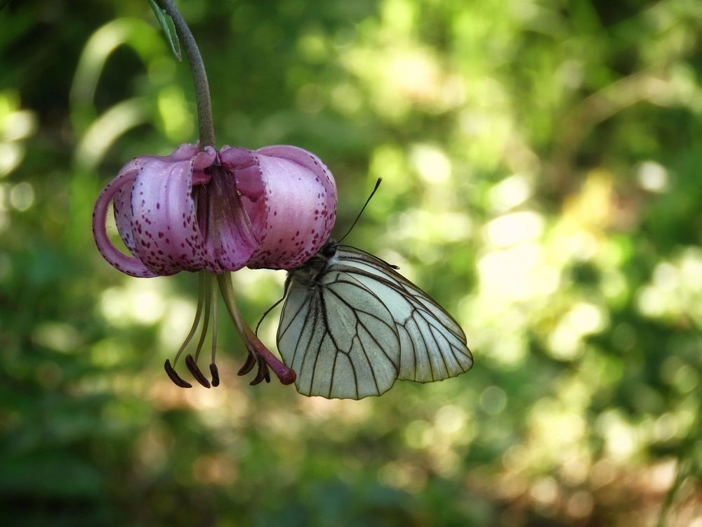 Боярышница на Лилии