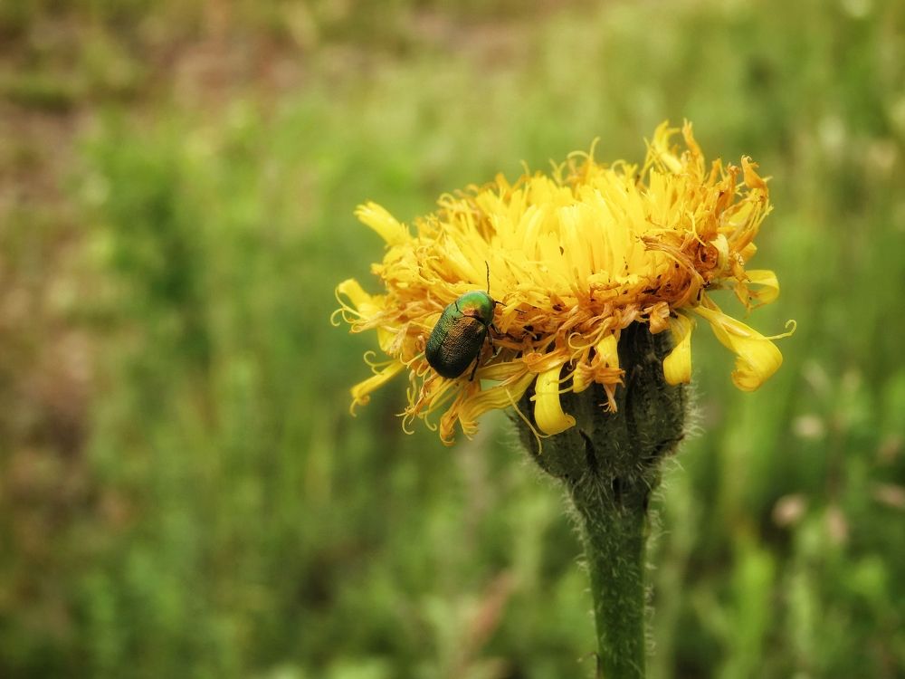 Скрытоглав шелковистый