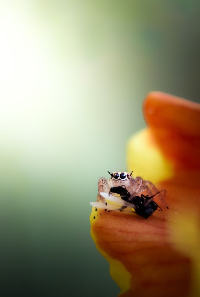 Petals and Predator : pray for prey