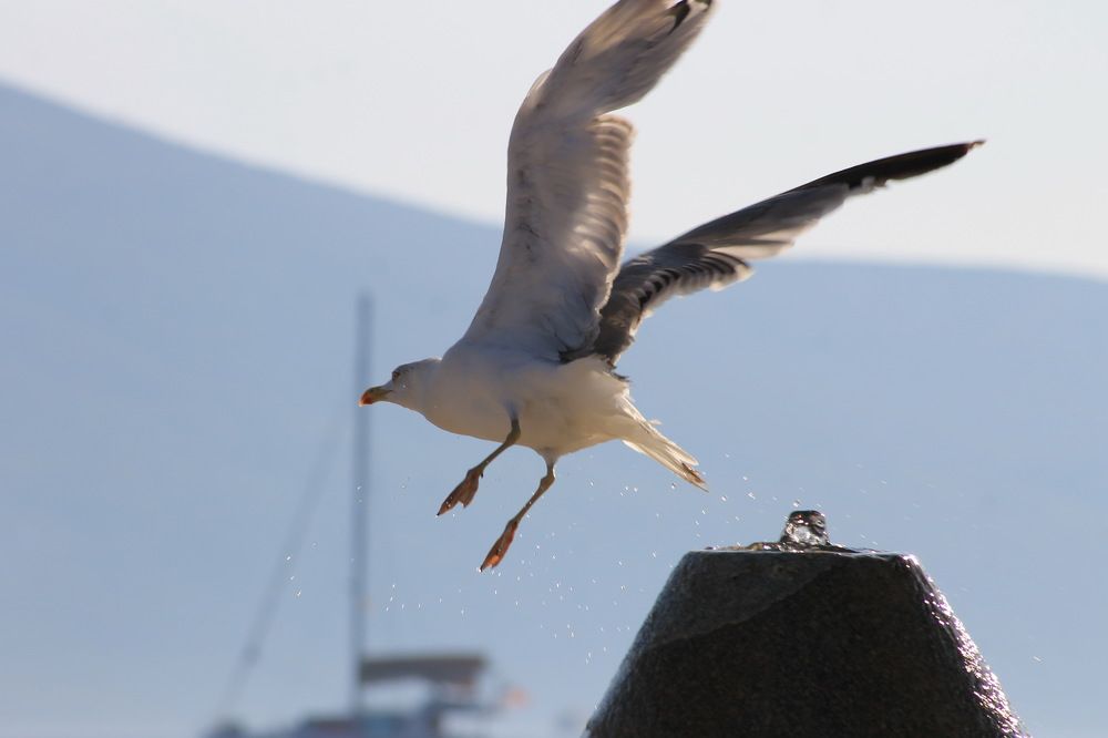 Photograph by Александр Гришин