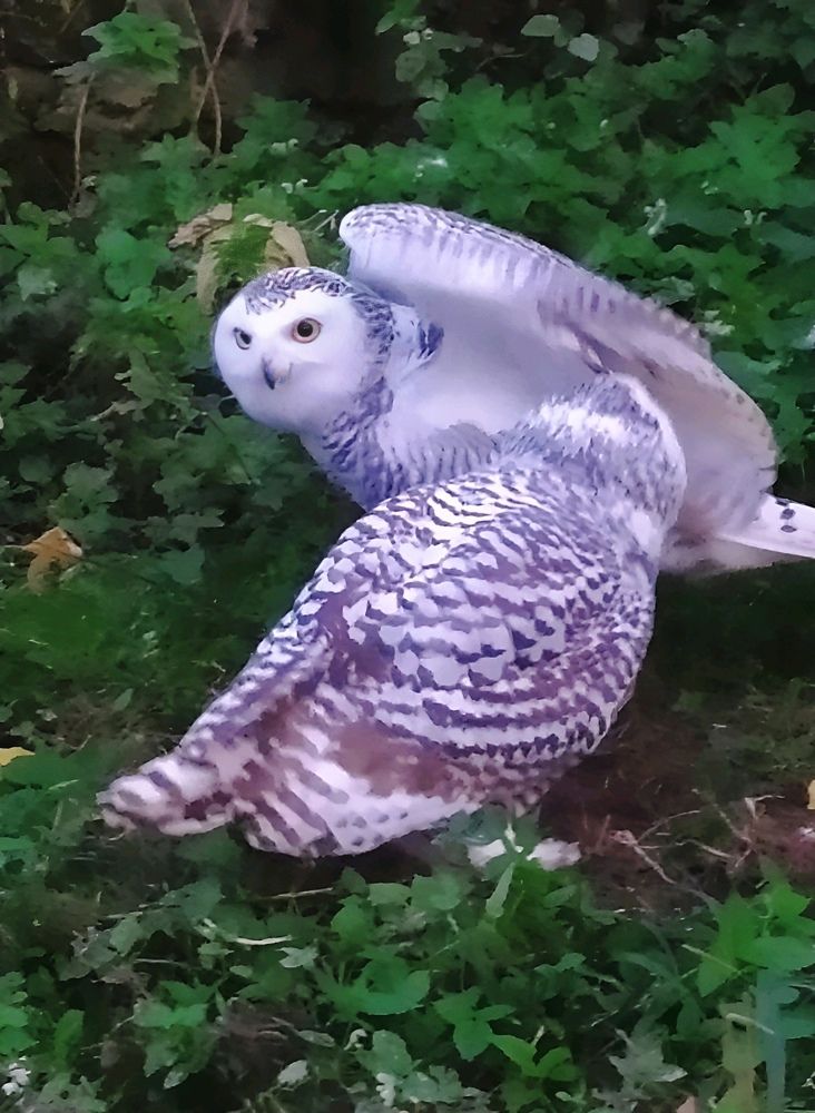 Полярная сова