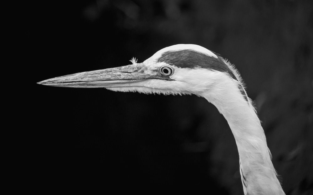 Photograph by Ирина Протченко