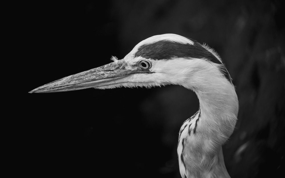 Photograph by Ирина Протченко