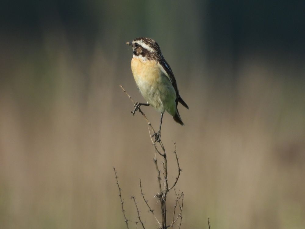 Photograph by Павел Nikulochkin