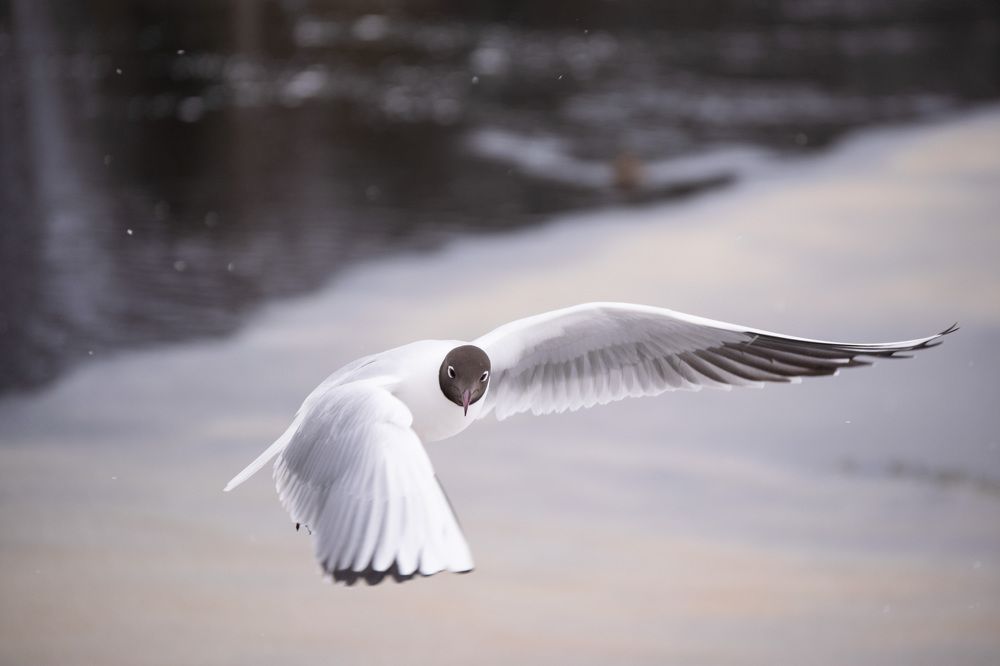 Photograph by Наталья Зверева