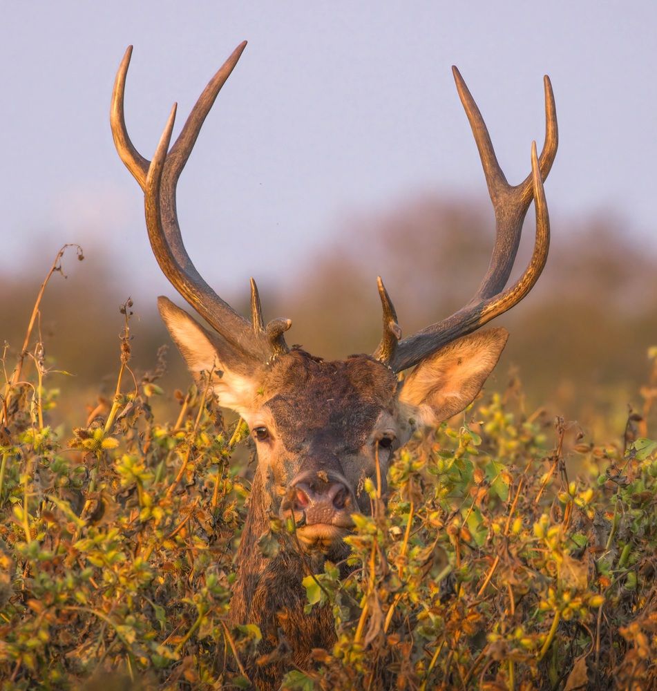 Фотография автора Sebastian Popa