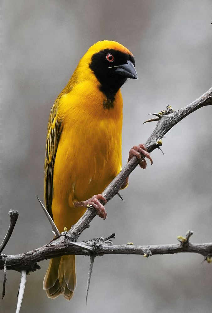 Photograph by Raed Victor Saad