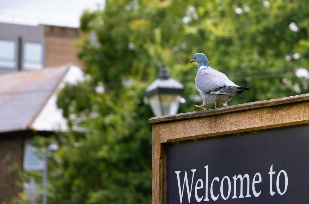 Photograph by Бочина Оксана