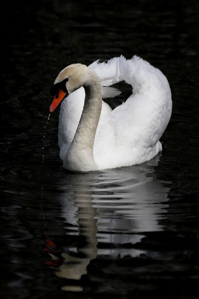 Фотография автора Елена Кириллова