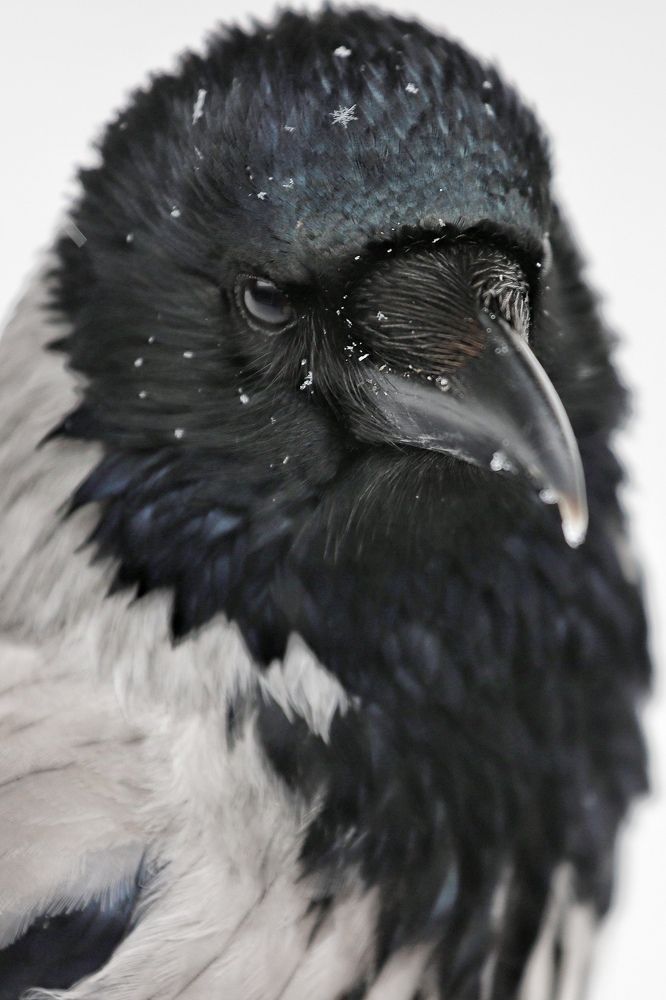 Фотография автора Елена Кириллова