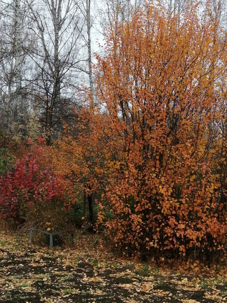 Photograph by Галина Попова