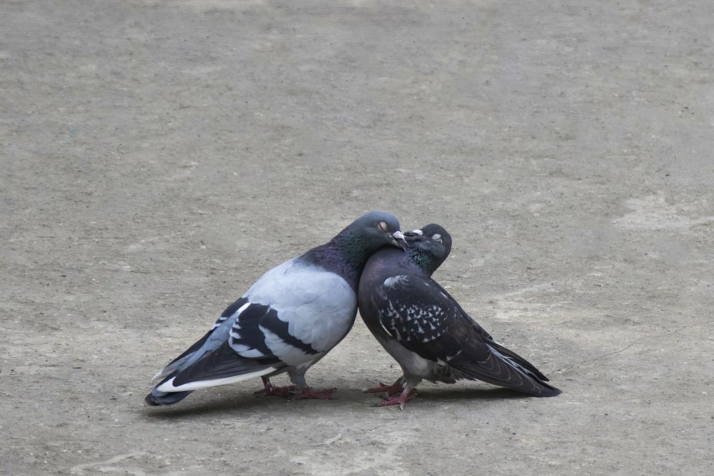 Photograph by Ирина Шибитова