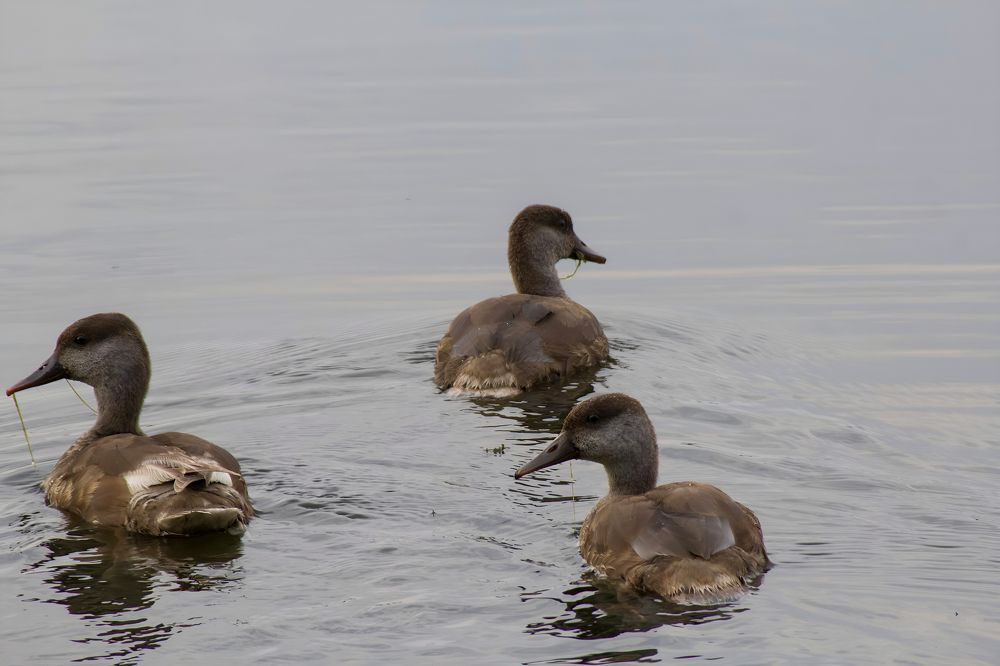 Photograph by Ирина Шибитова