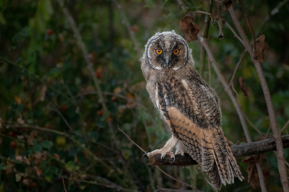 Photograph by Милан Ђорђевић