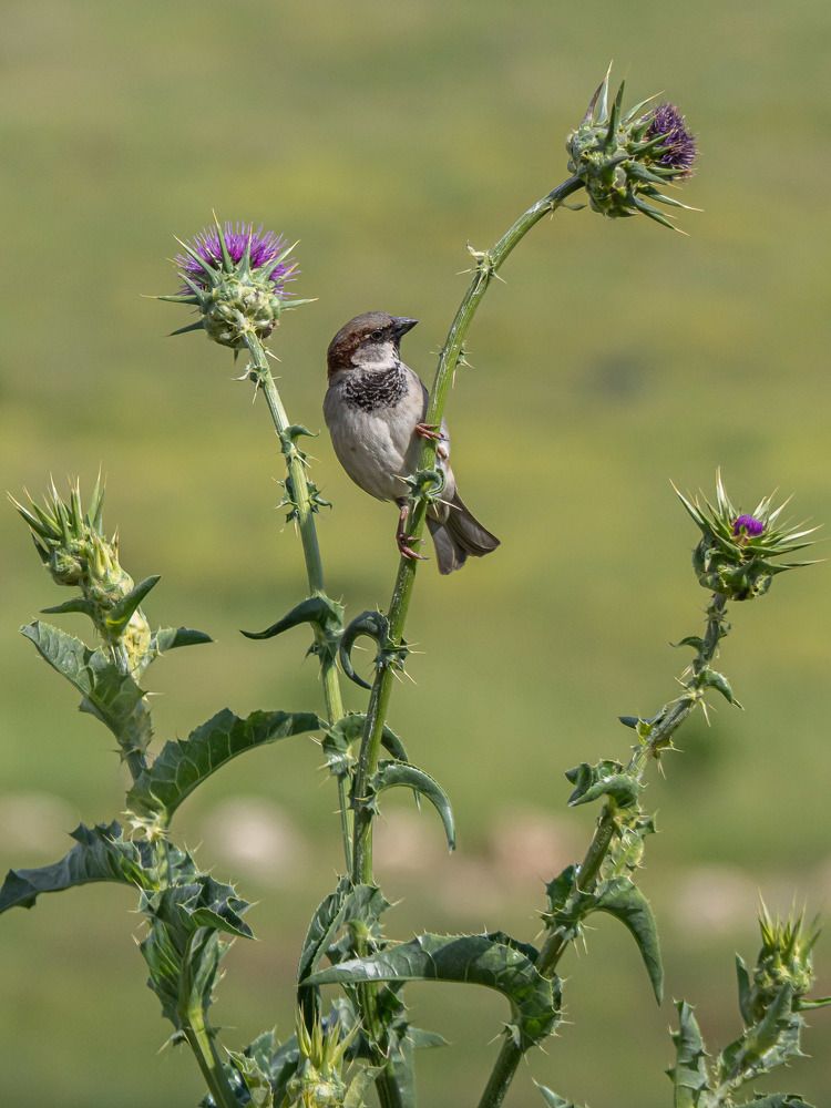 Фотография автора Доляна Ашкова