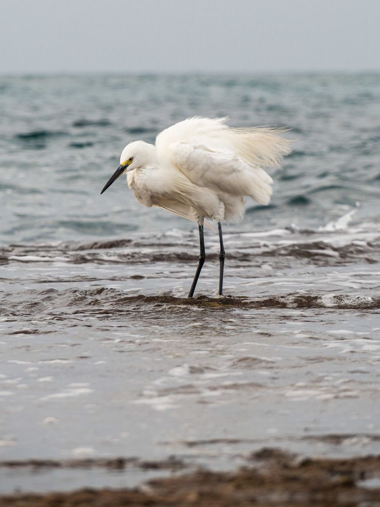 Фотография автора Доляна Ашкова