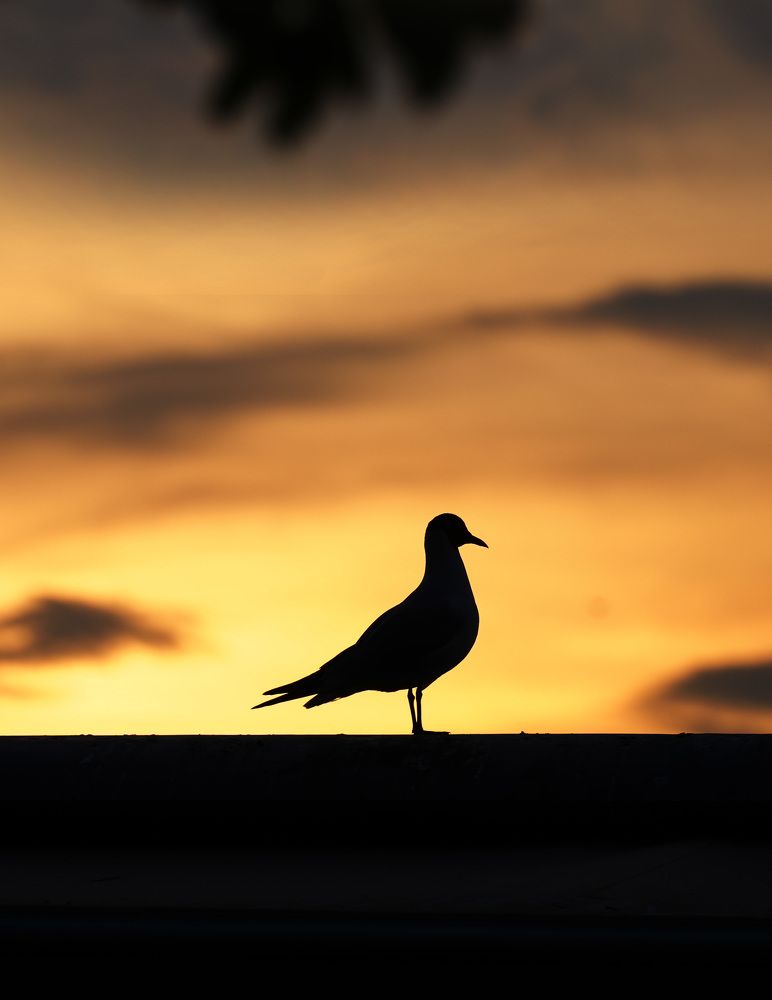 Фотография автора Светлана Зимина