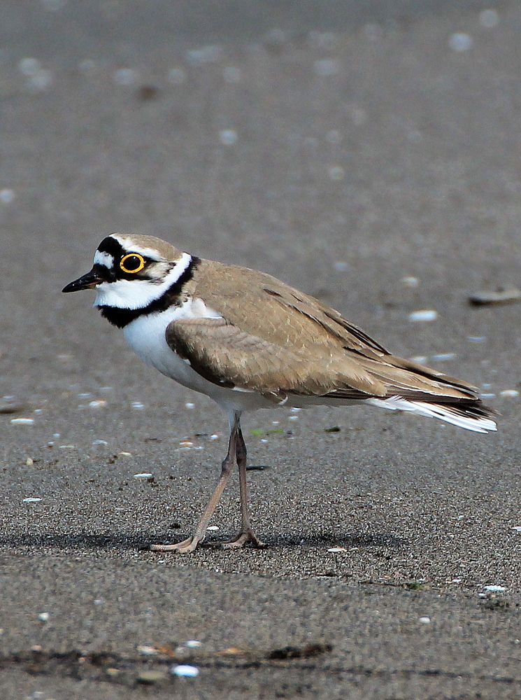 Photograph by hasan sorena jouri